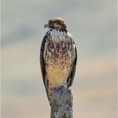 Peragrine Falcon (2)